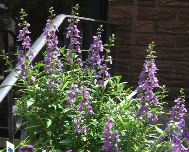Angelonia-cropped